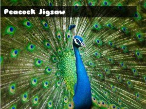 Peacock Jigsaw Puzzle Game